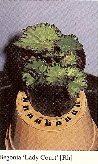 B. ‘Lady Court’